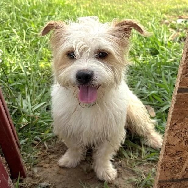 Enlarge Fabio, an adopted West Highland White Terrier / Westie in Athens, AL image 5/5