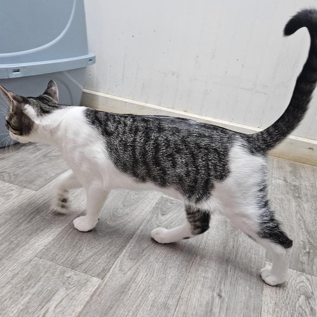 Enlarge Puff, a Adoptable Domestic Medium Hair in Delta, AL image 1/4