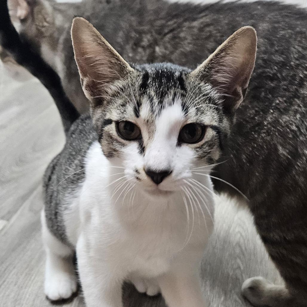 Enlarge Puff, a Adoptable Domestic Medium Hair in Delta, AL image 2/4