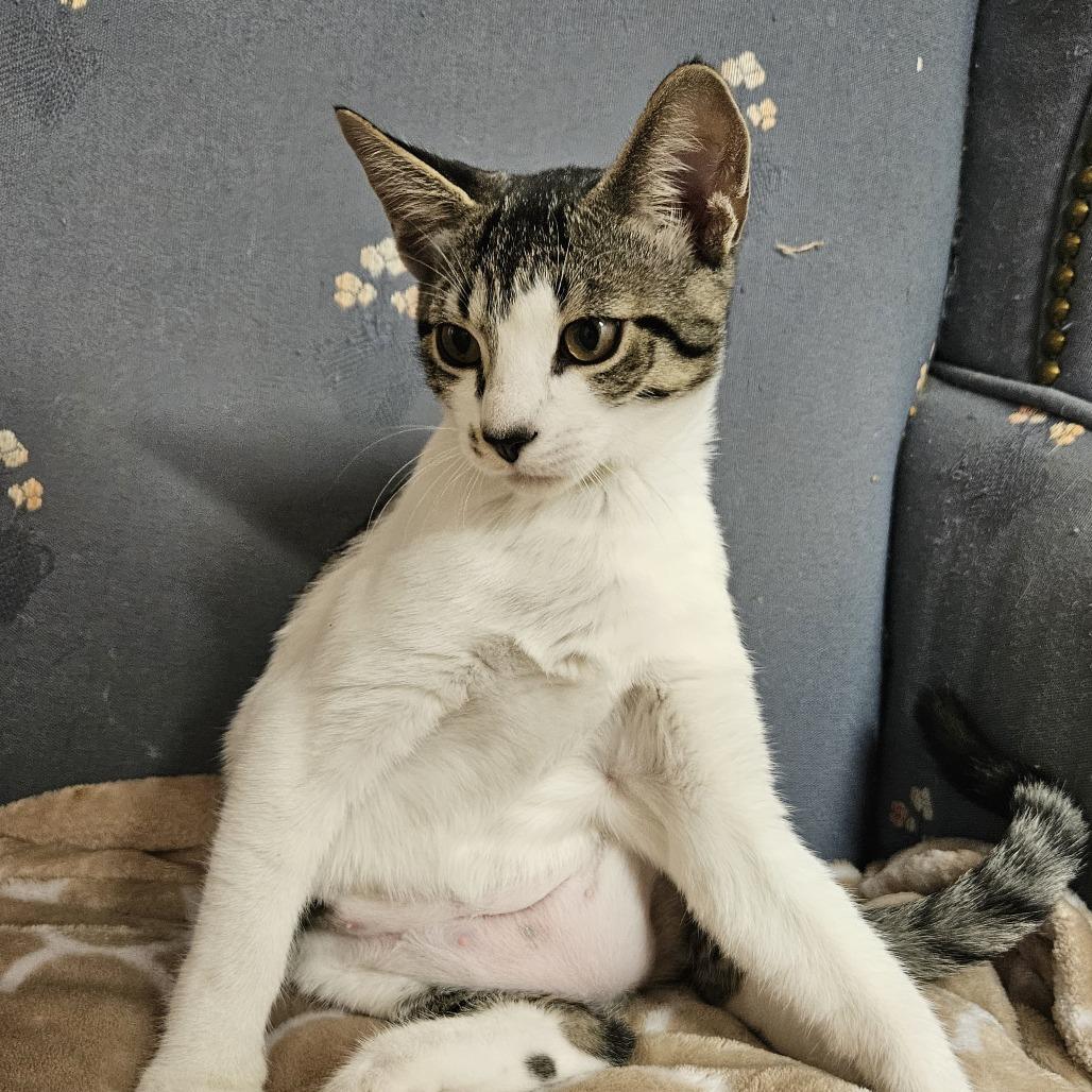 Enlarge Puff, a Adoptable Domestic Medium Hair in Delta, AL image 3/4
