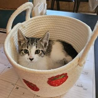 Enlarge Puff, a Adoptable Domestic Medium Hair in Delta, AL image 4/4