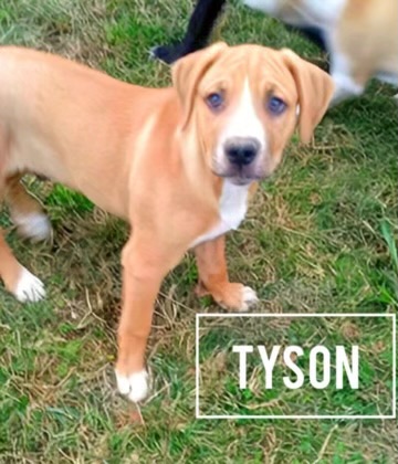 Tyson, Baby Male Boxer