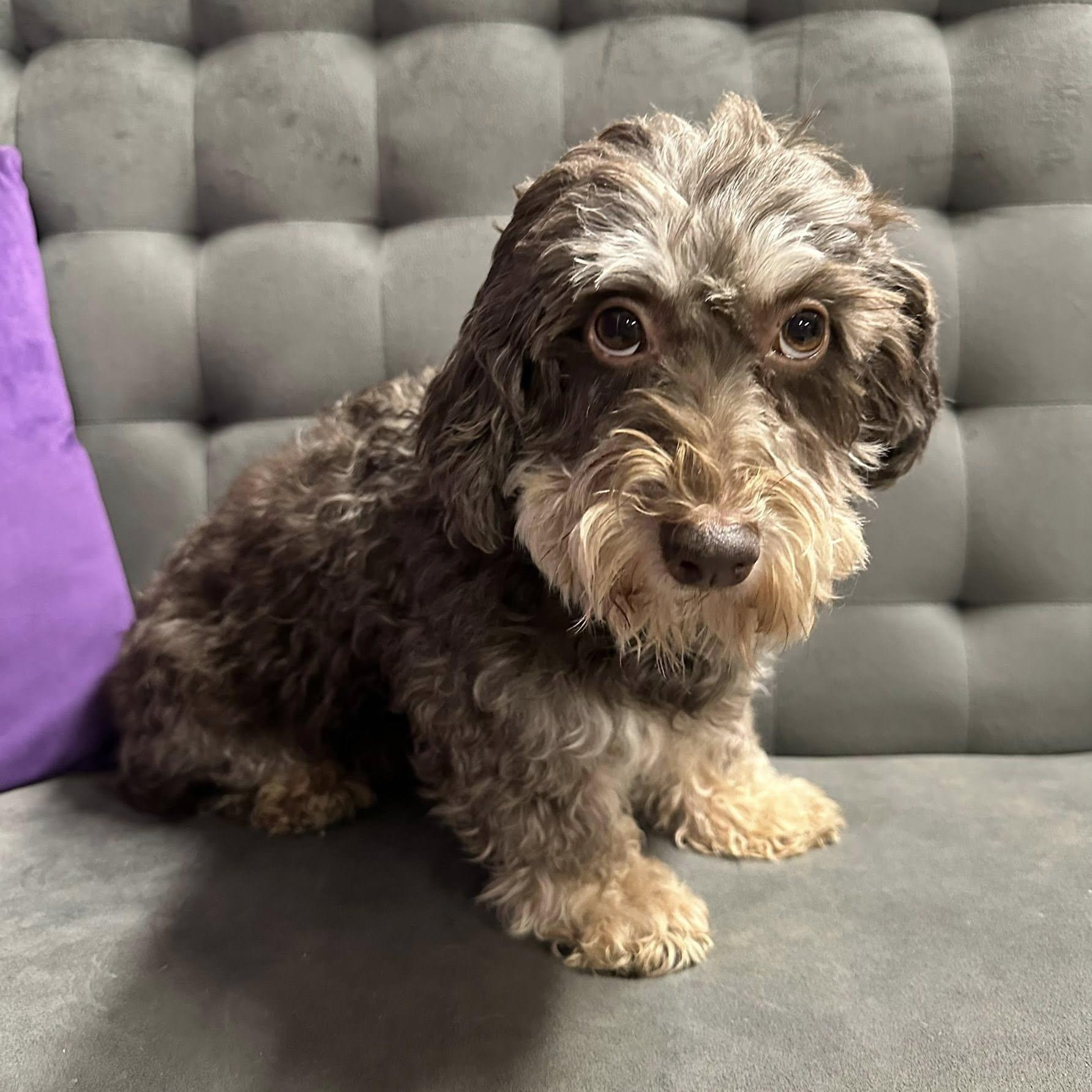 Essex-Foster Home Needed