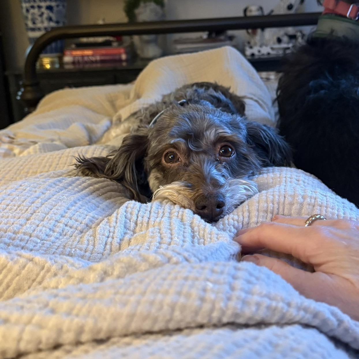 Enlarge Essex - Adoption Pending, an adopted Havanese in Hartland, WI image 4/6