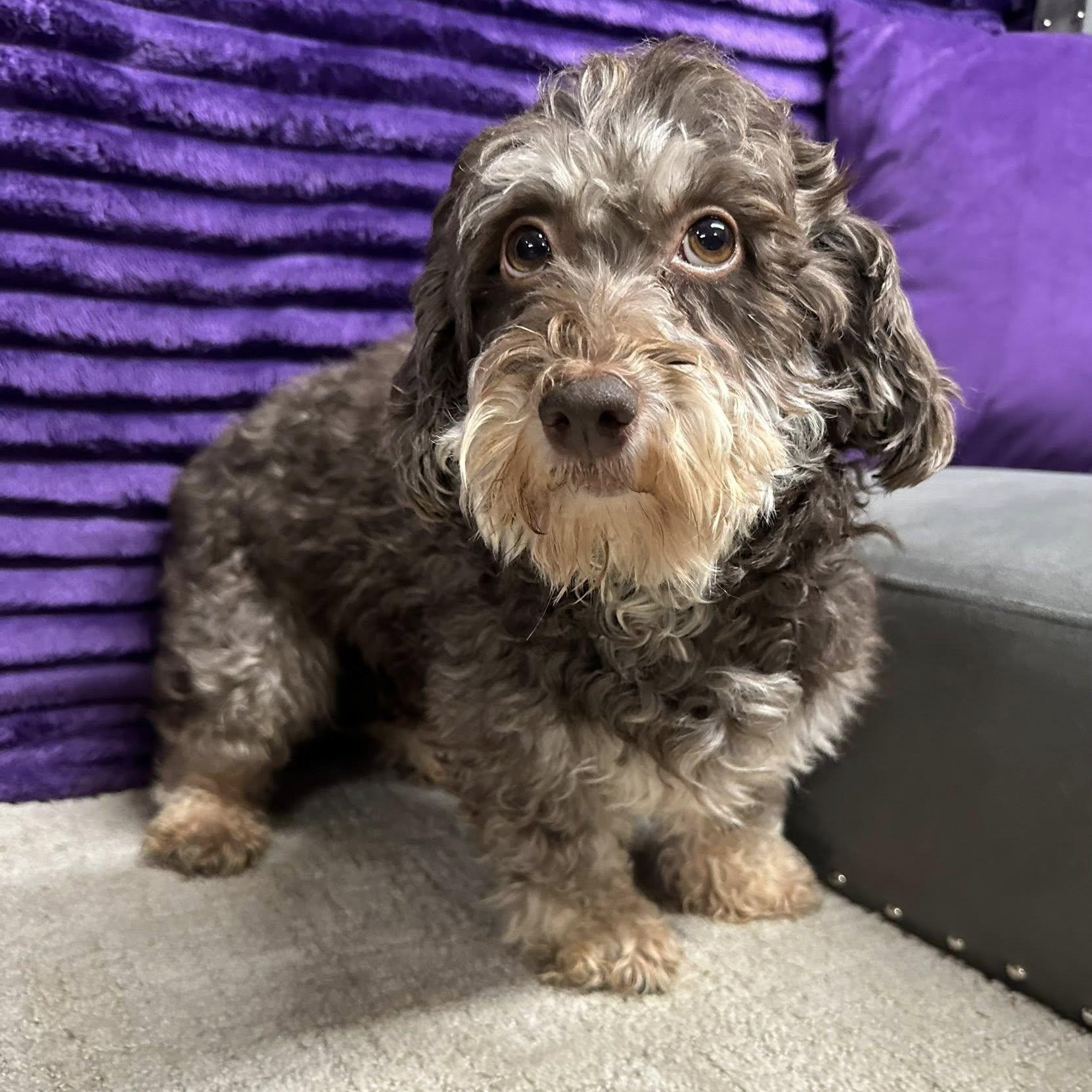 Essex-Foster Home Needed