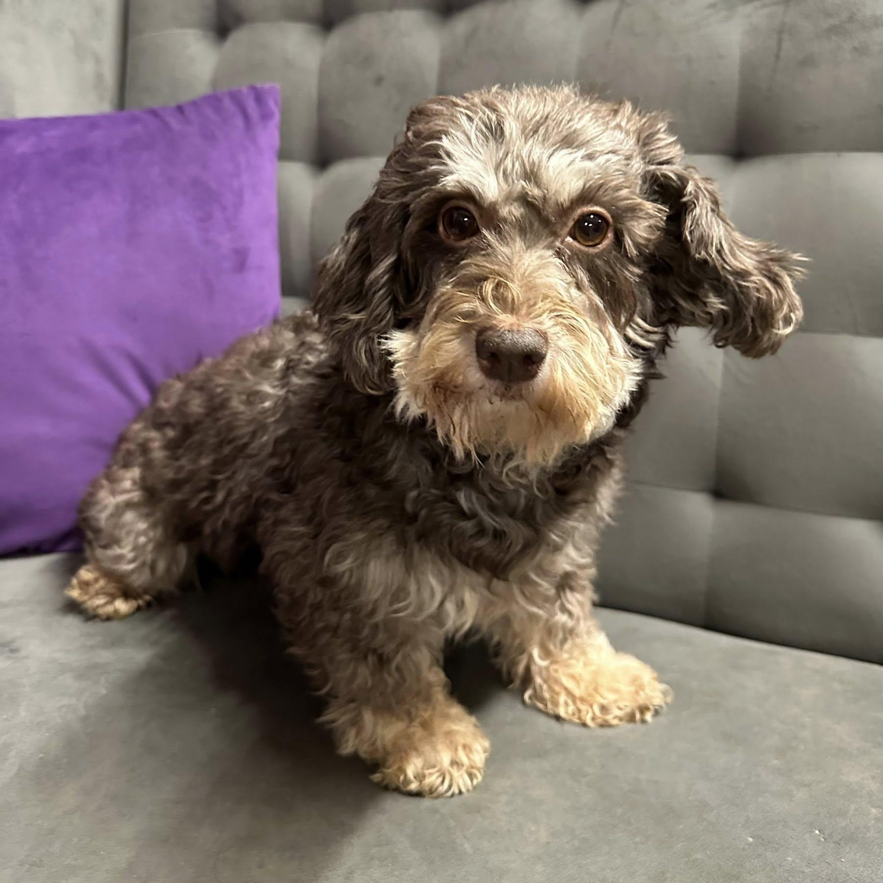 Essex-Foster Home Needed