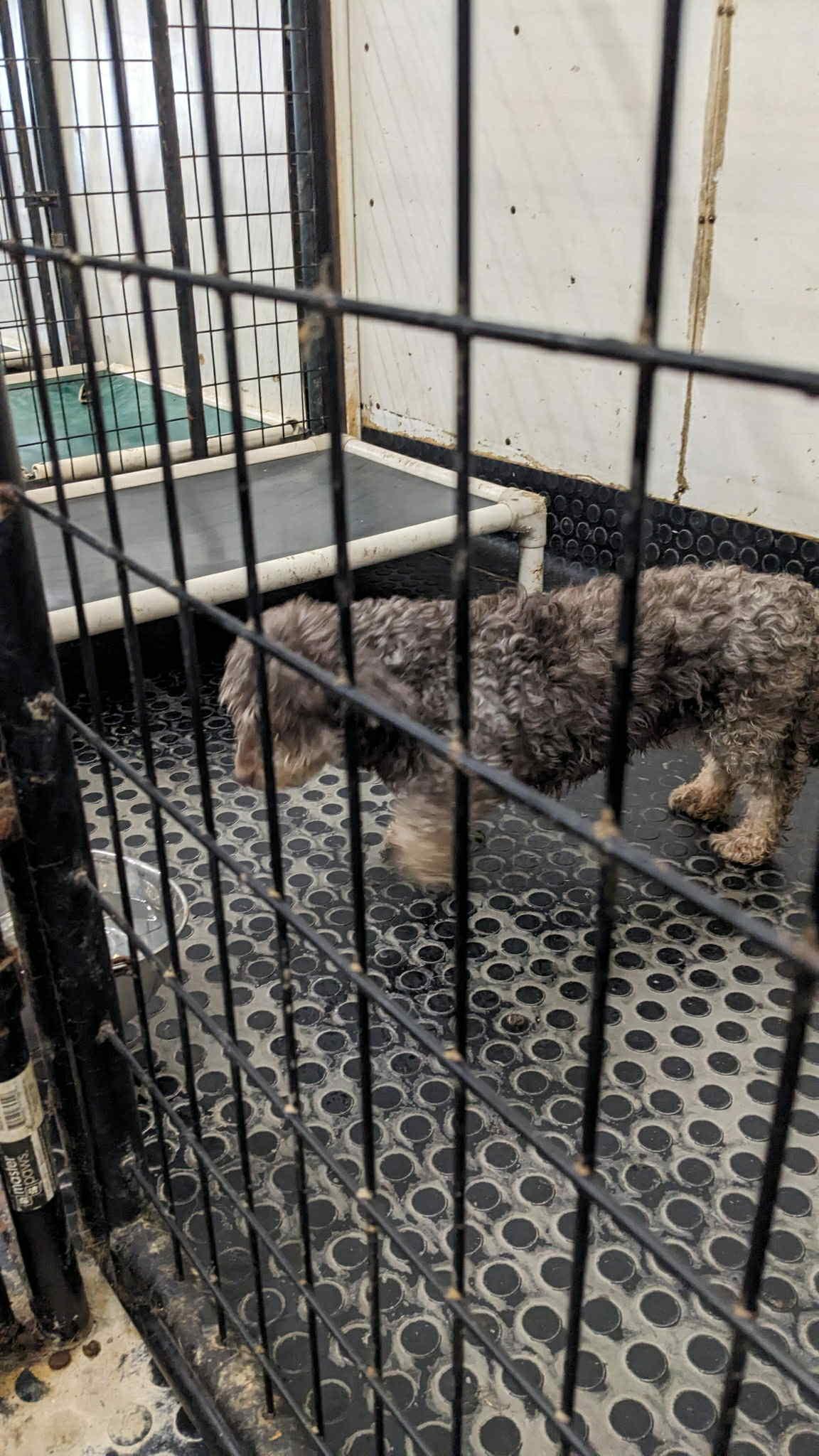 Essex-Foster Home Needed