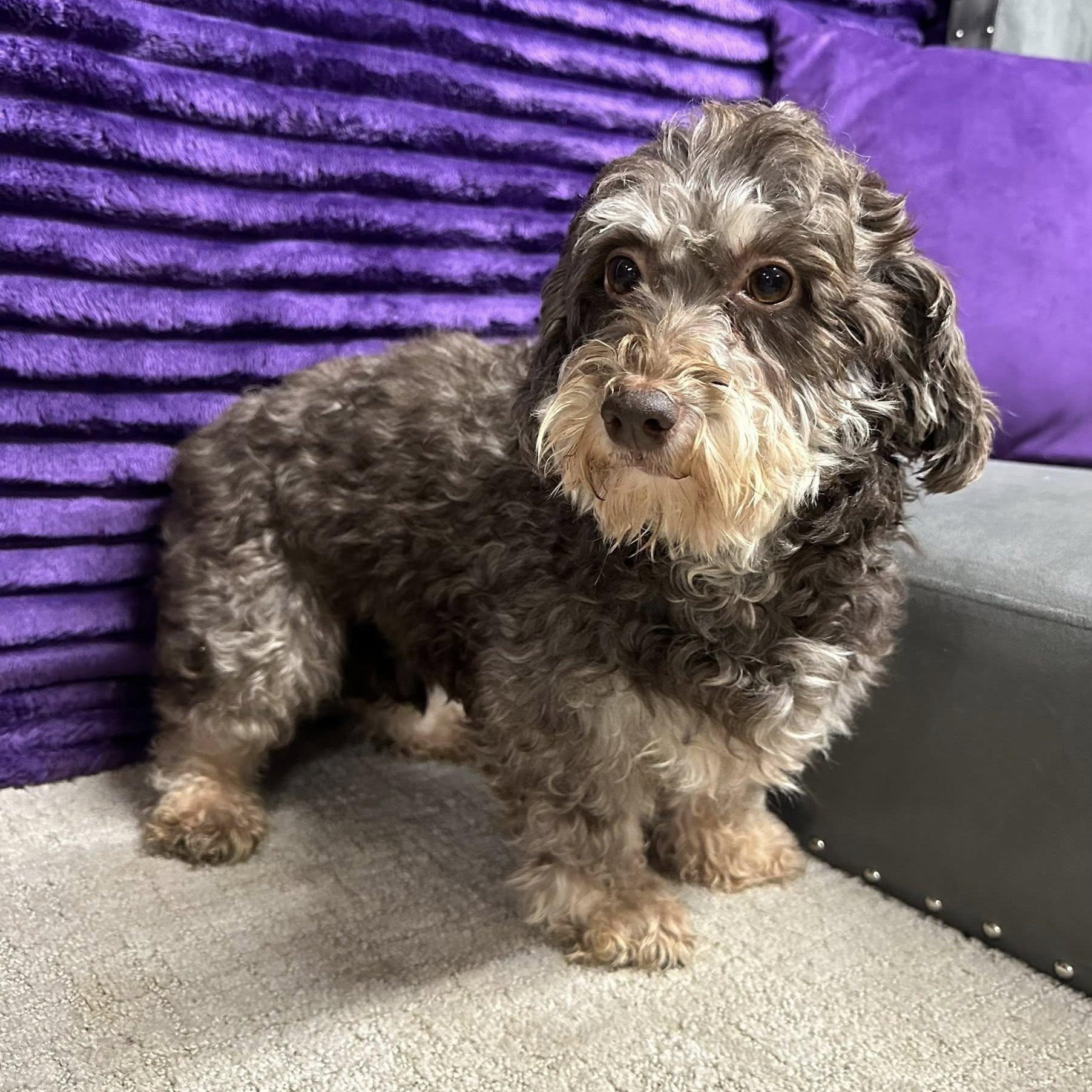 Essex-Foster Home Needed