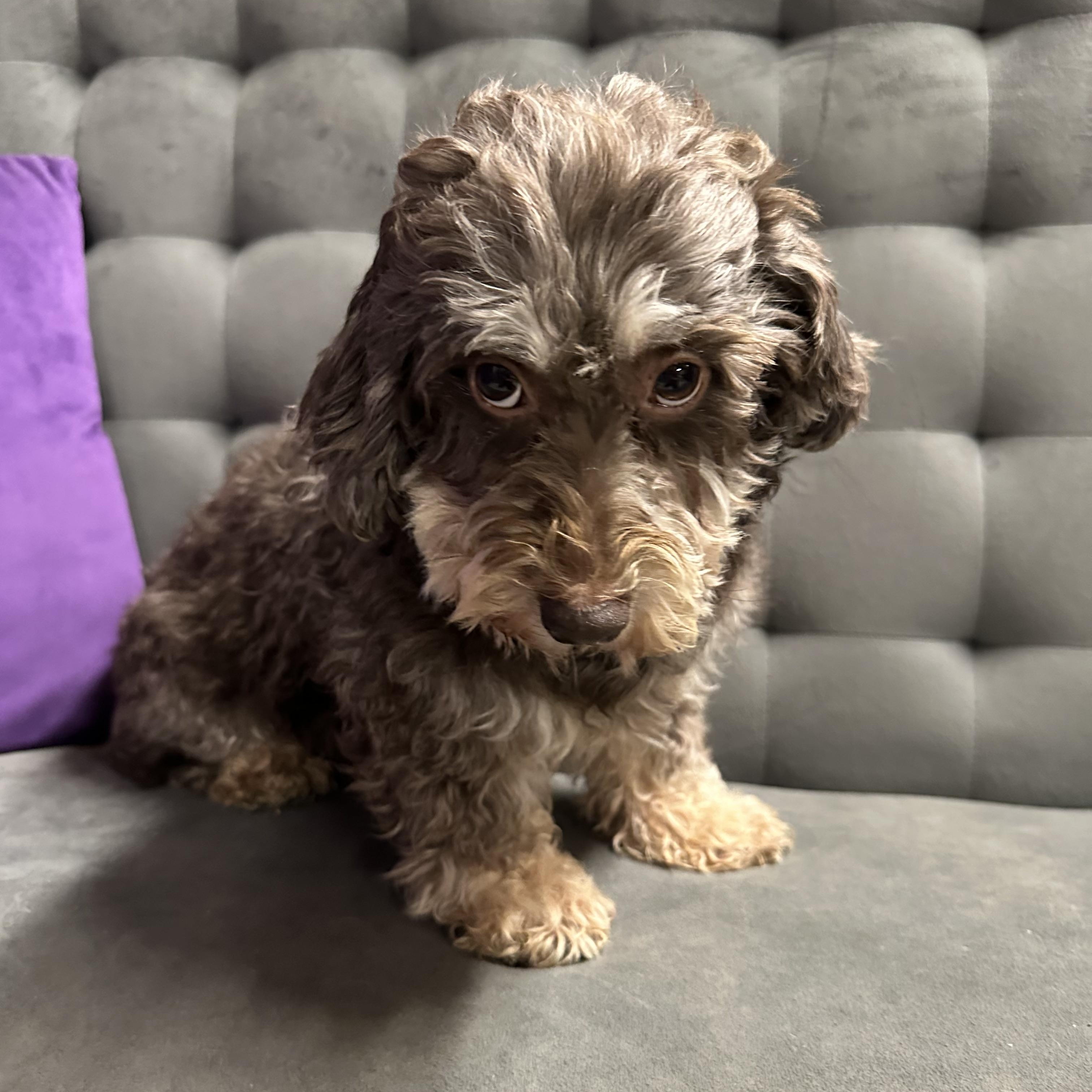 Essex-Foster Home Needed