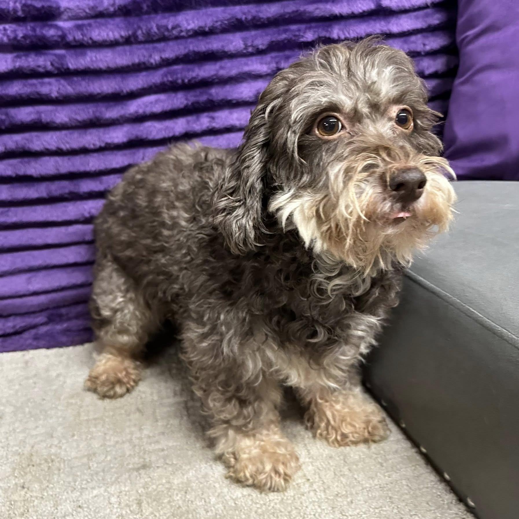 Essex-Foster Home Needed