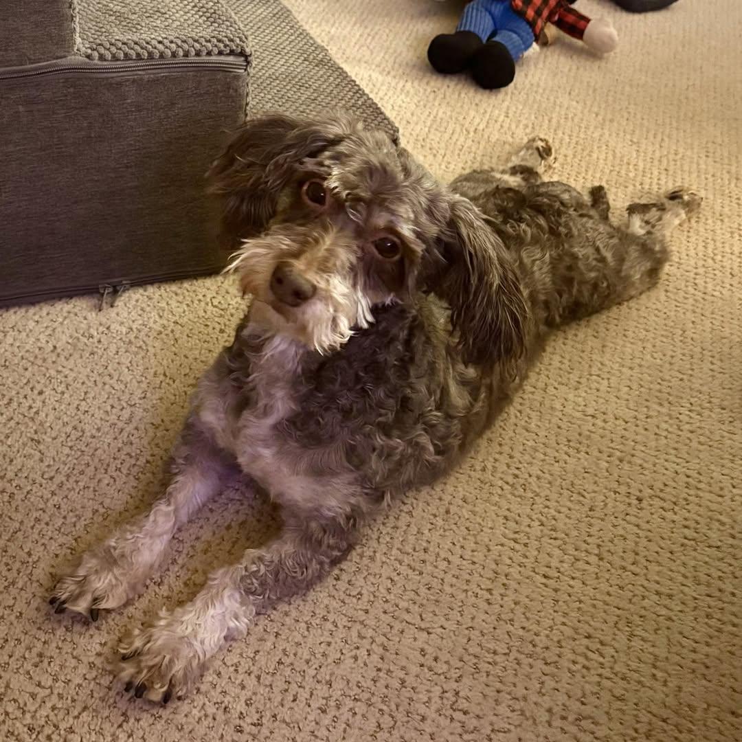 Enlarge Essex - Adoption Pending, an adopted Havanese in Hartland, WI image 1/6