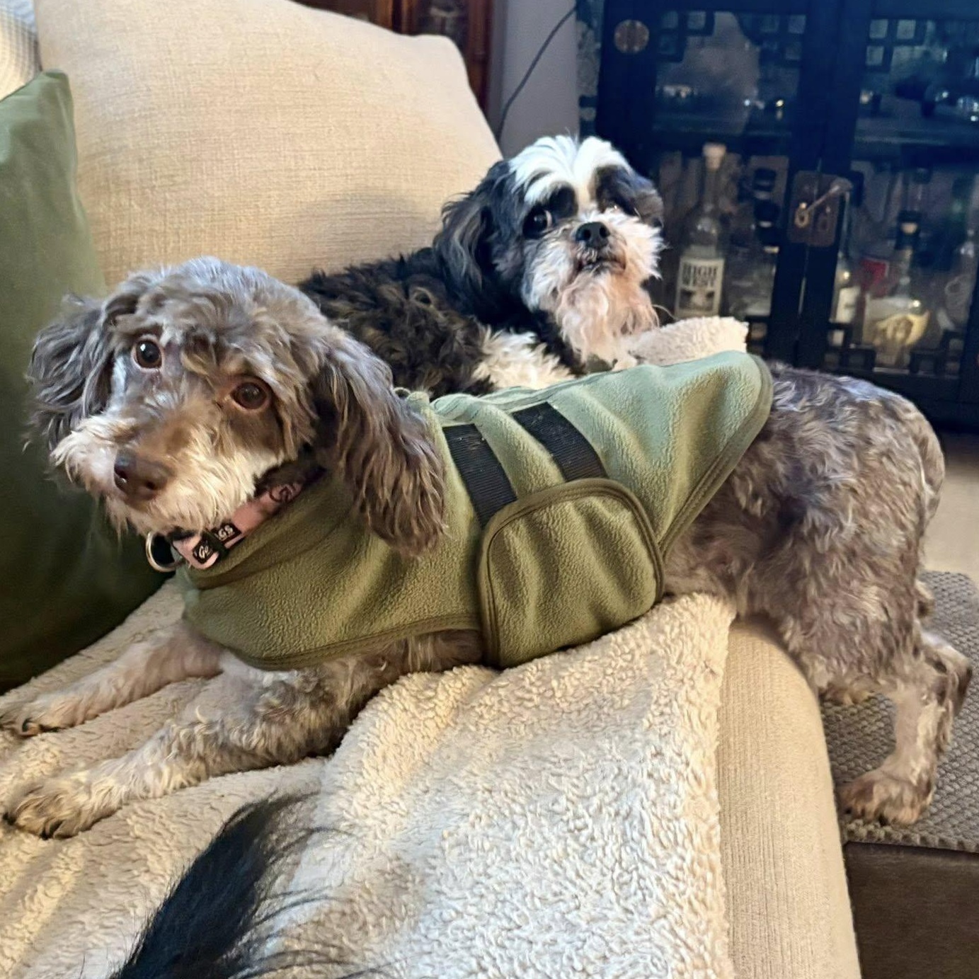 Enlarge Essex - Adoption Pending, an adopted Havanese in Hartland, WI image 3/6