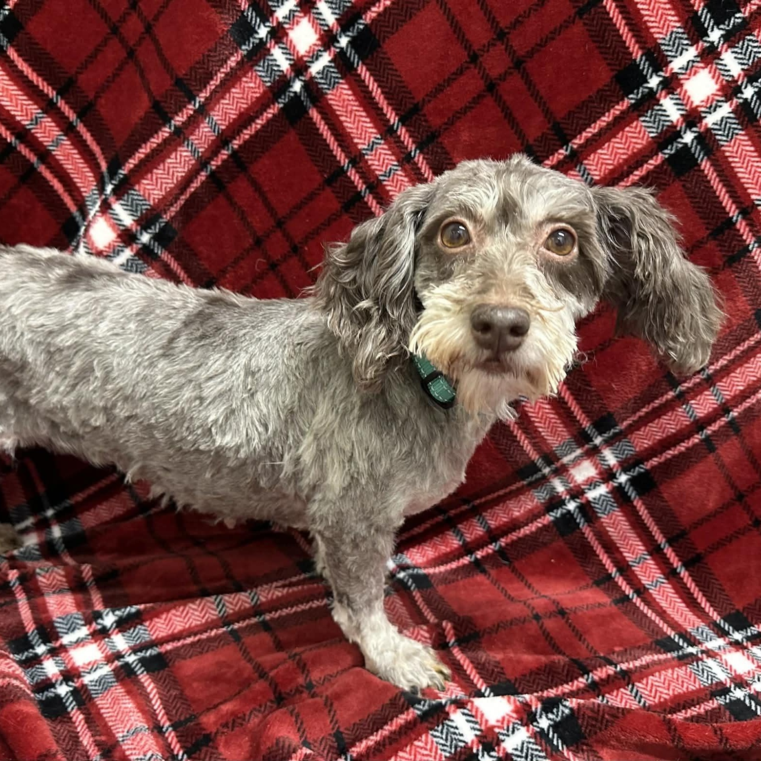 Enlarge Essex, a Adoptable Havanese in Hartland, WI image 1/6