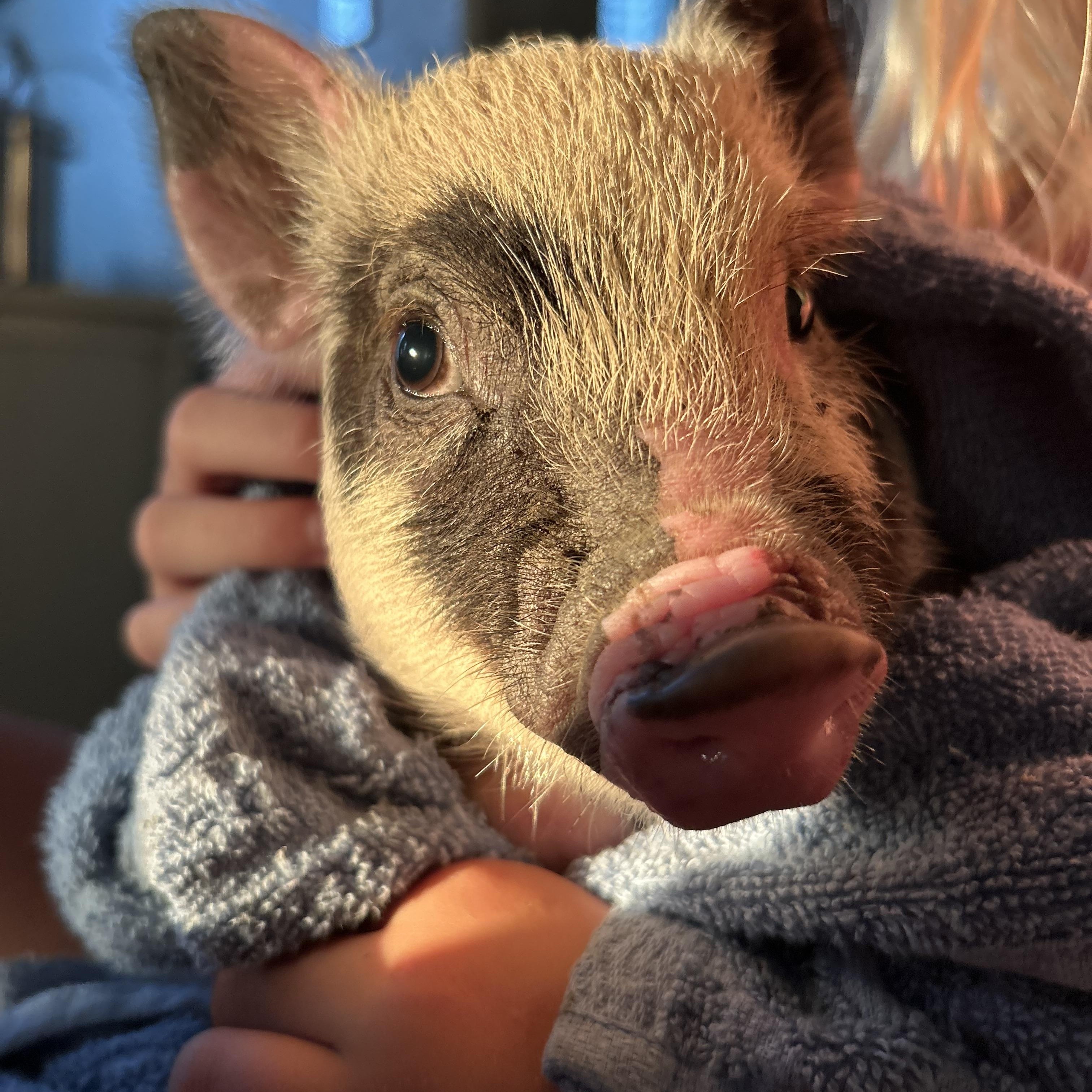 Neilson, Adopted, Young Male Pig.