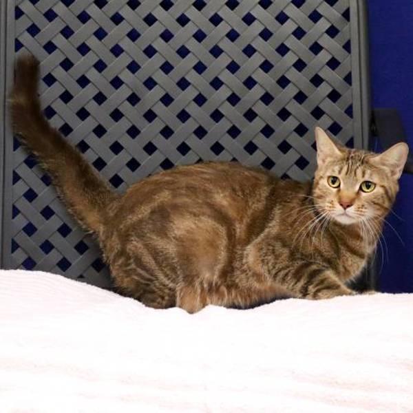 Mama Cat, a Adoptable mixed breed in Midland, TX image 1/2