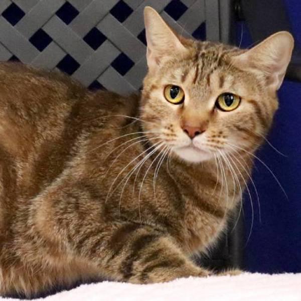 Mama Cat, a Adoptable mixed breed in Midland, TX image 2/2