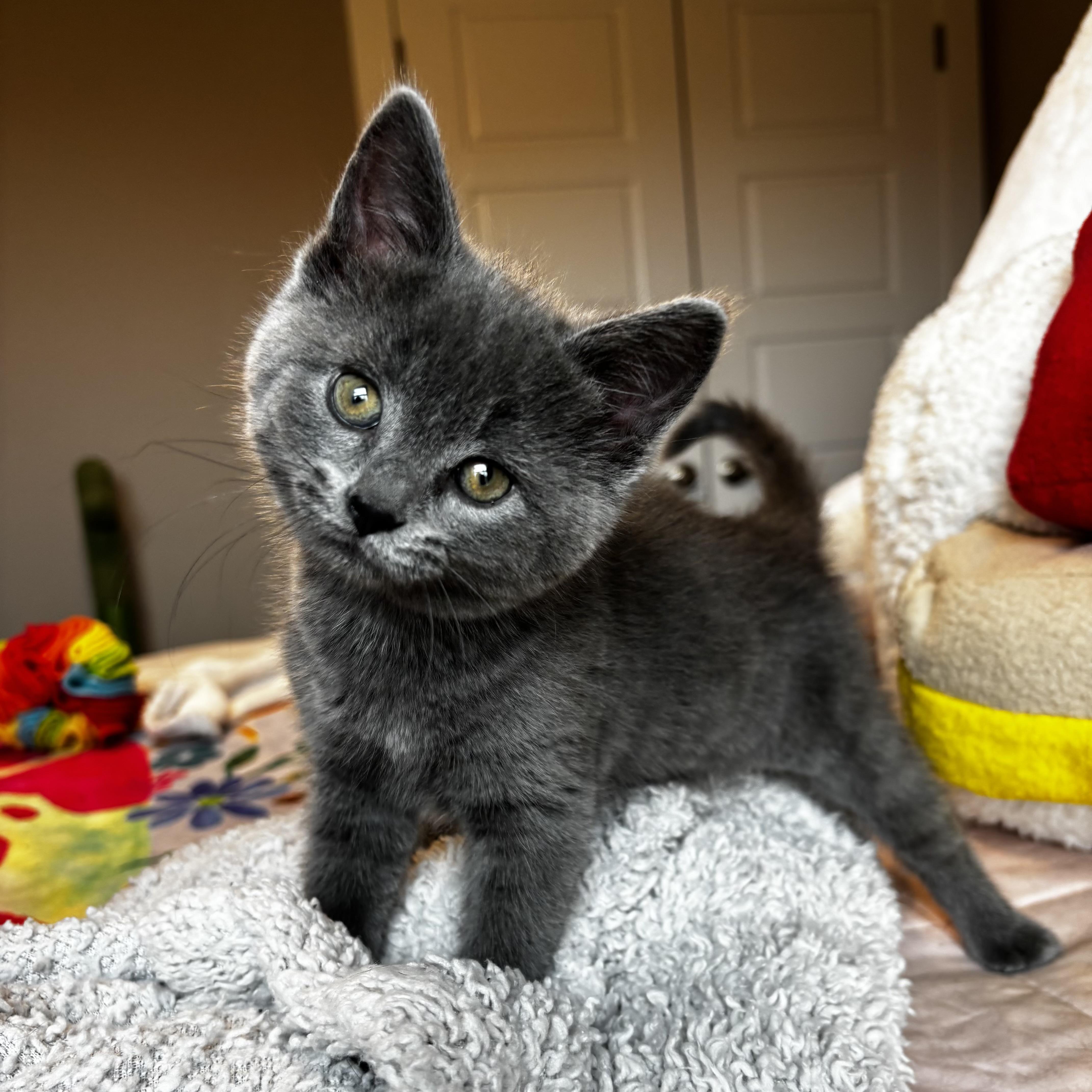 Enlarge Nada, a ADOPTABLE Russian Blue in Bentonville, AR image 2/2