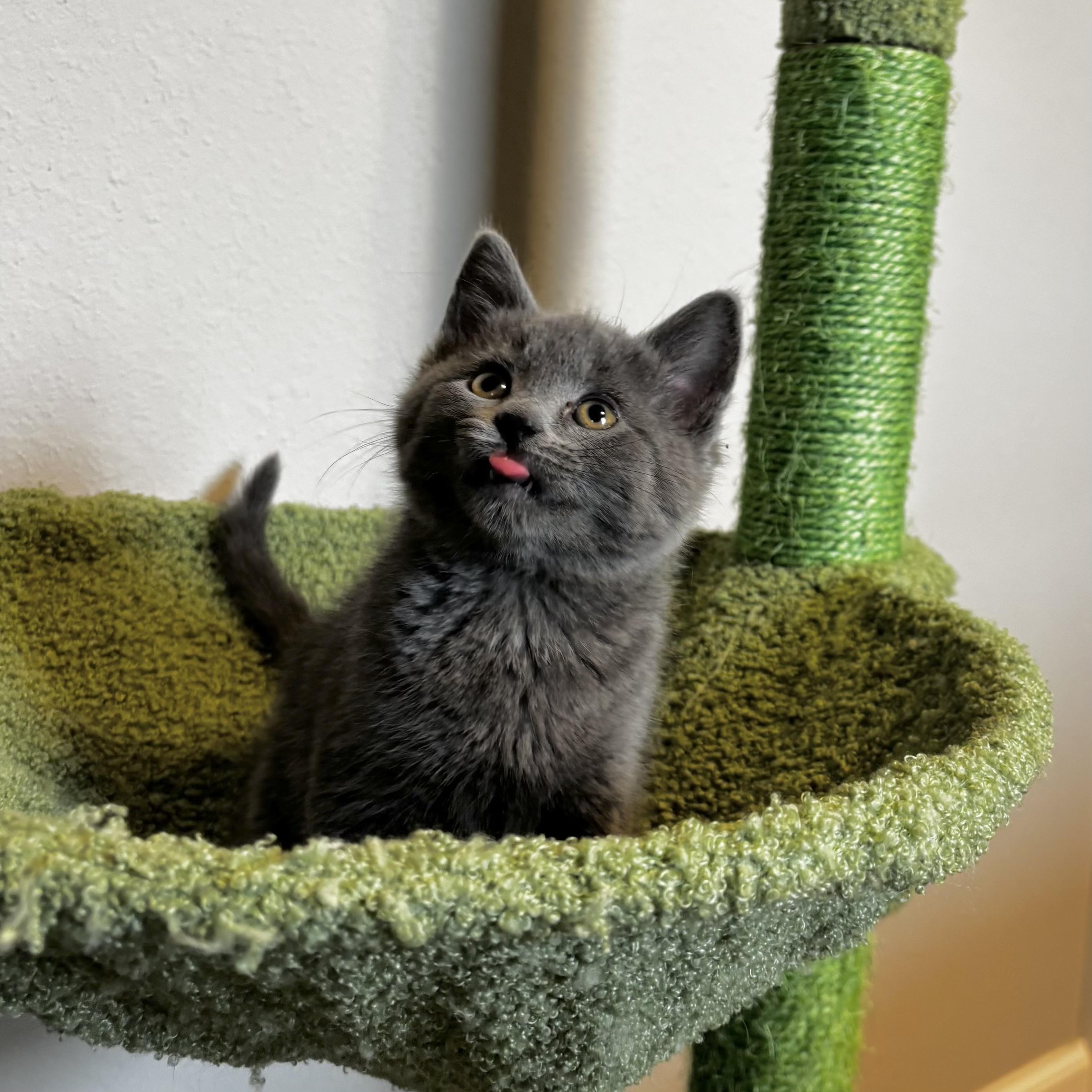 Nada, ADOPTABLE, Young Female Russian Blue.