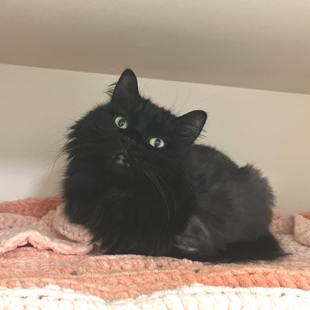 Enlarge Holly, a Adoptable Domestic Long Hair in Idaho Falls, ID image 4/4