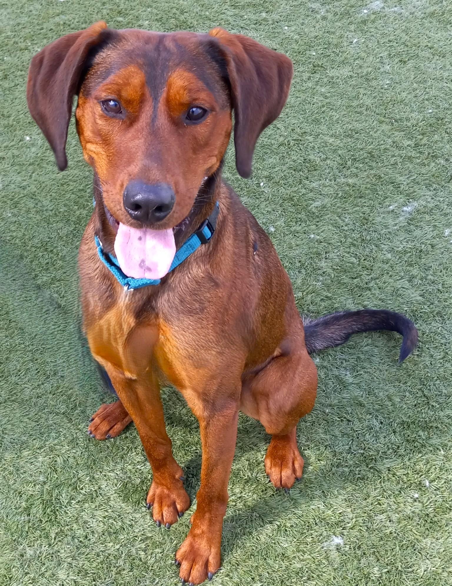 Enlarge Stew, a ADOPTABLE mixed breed in Downers Grove, IL image 2/5