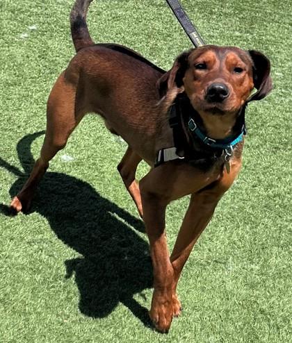 Enlarge Stew, a ADOPTABLE mixed breed in Downers Grove, IL image 3/3