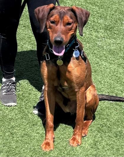 Enlarge Stew, a ADOPTABLE mixed breed in Downers Grove, IL image 2/3