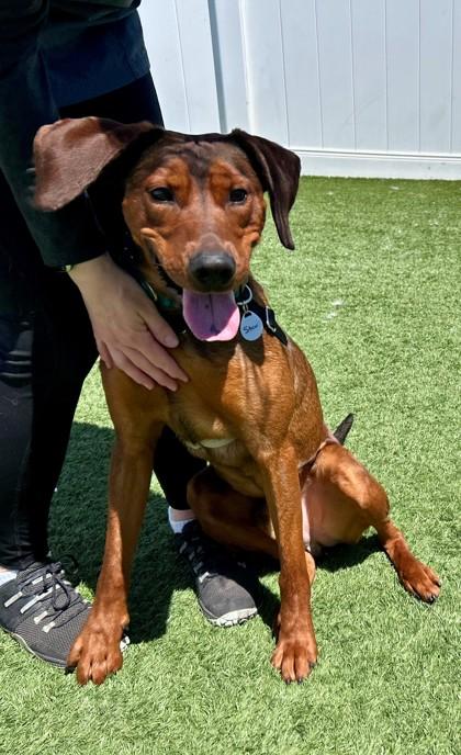 Enlarge Stew, a ADOPTABLE mixed breed in Downers Grove, IL image 1/3