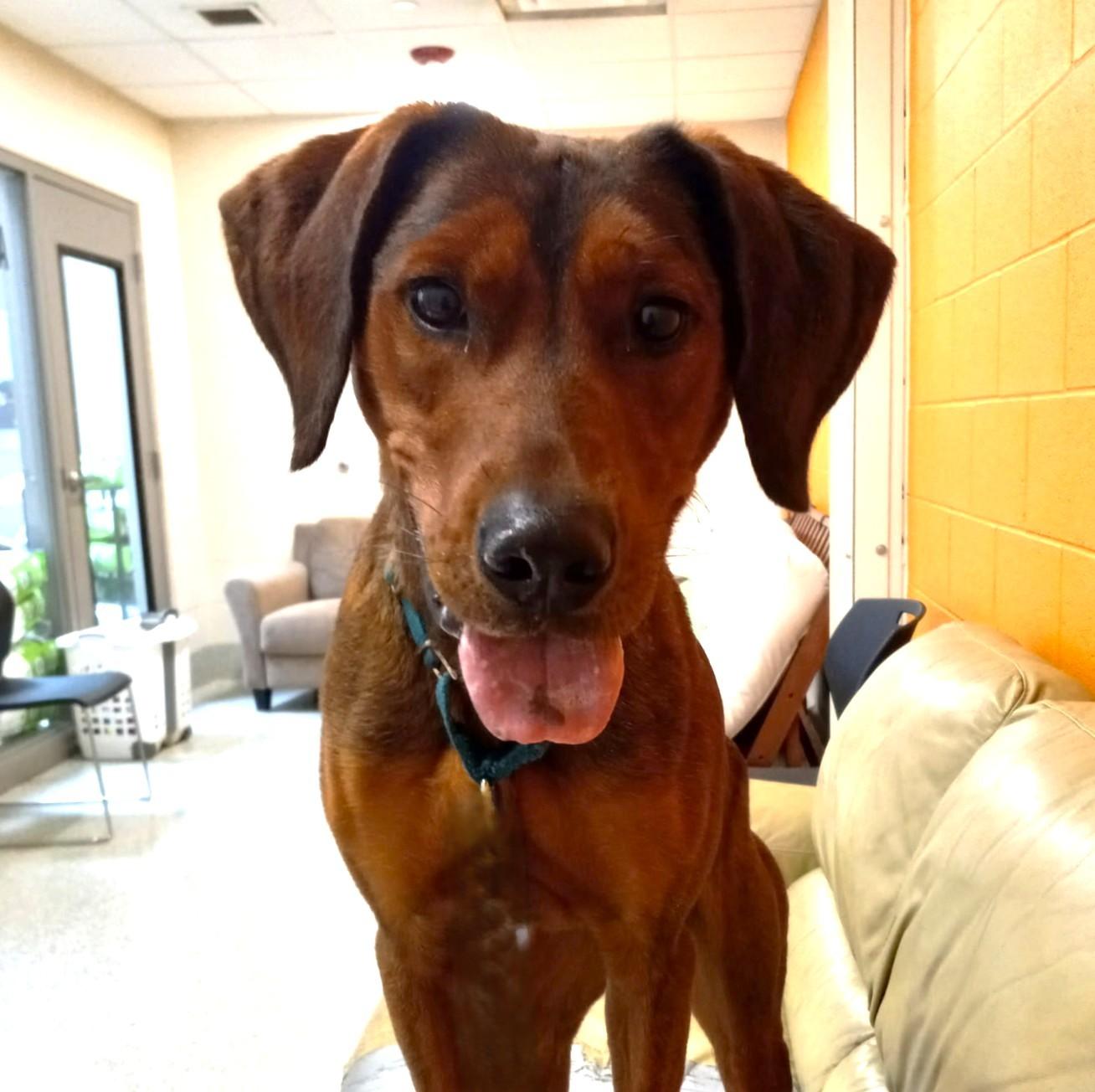 Enlarge Stew, a ADOPTABLE mixed breed in Downers Grove, IL image 3/5