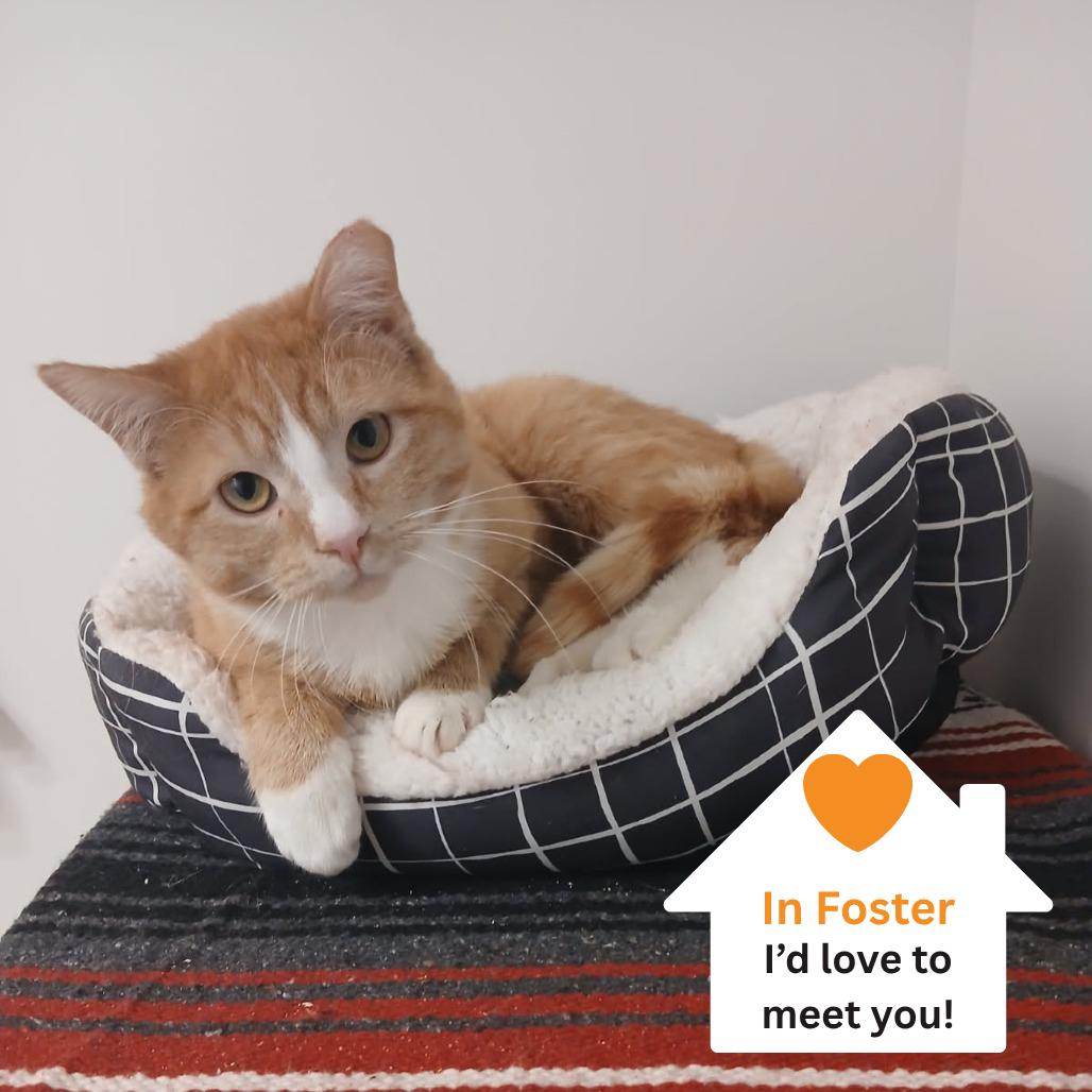 Houston, Adoptable, Young Male Domestic Short Hair.