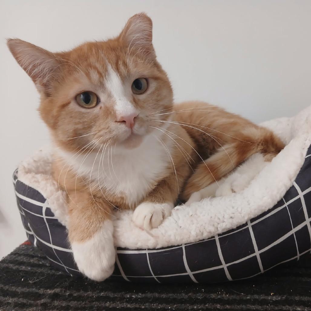 Enlarge Houston, a Adoptable Domestic Short Hair in Salt Lake City, UT image 2/5