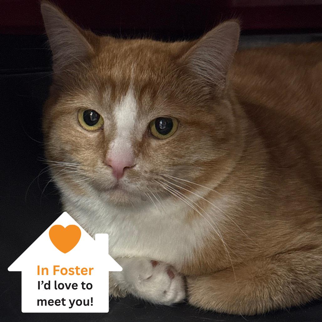 Enlarge Houston, a Adoptable Domestic Short Hair in Salt Lake City, UT image 3/5