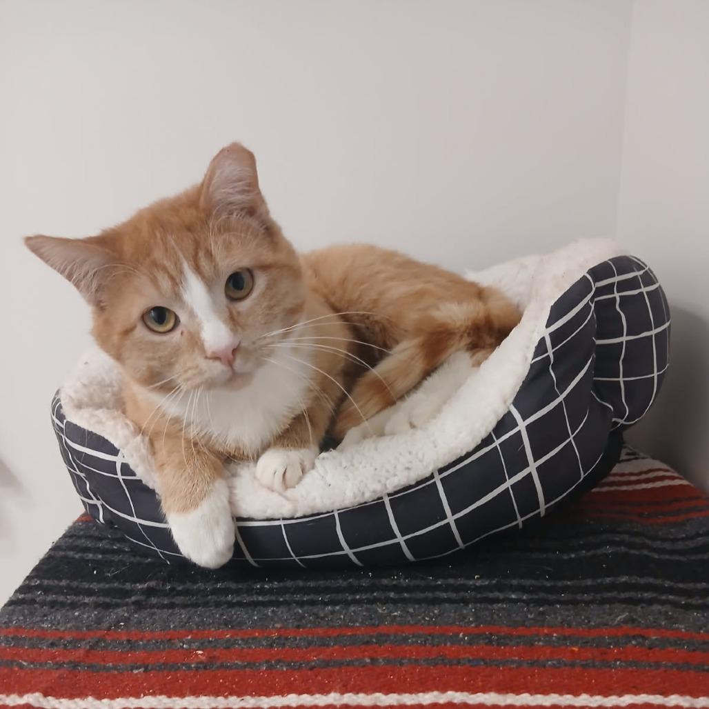 Enlarge Houston, a Adoptable Domestic Short Hair in Salt Lake City, UT image 4/5