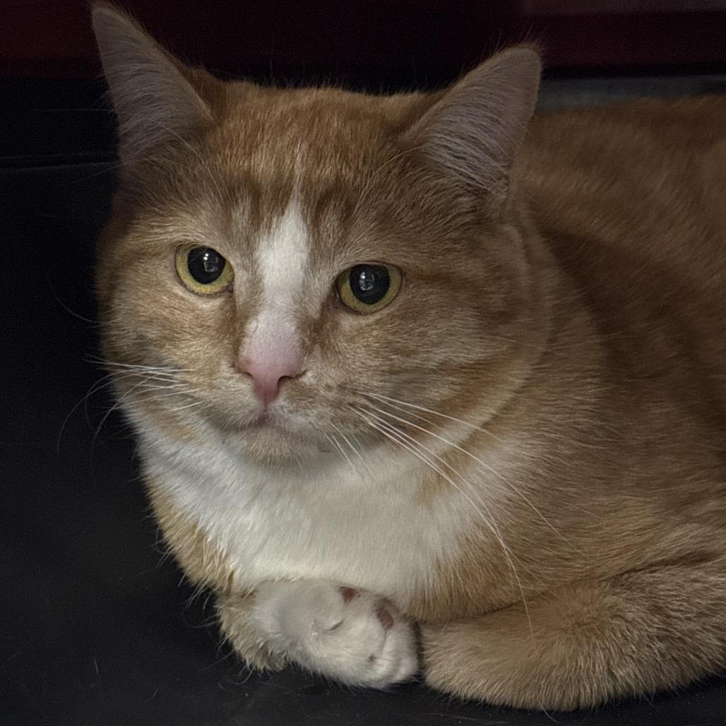 Enlarge Houston, a Adoptable Domestic Short Hair in Salt Lake City, UT image 5/5