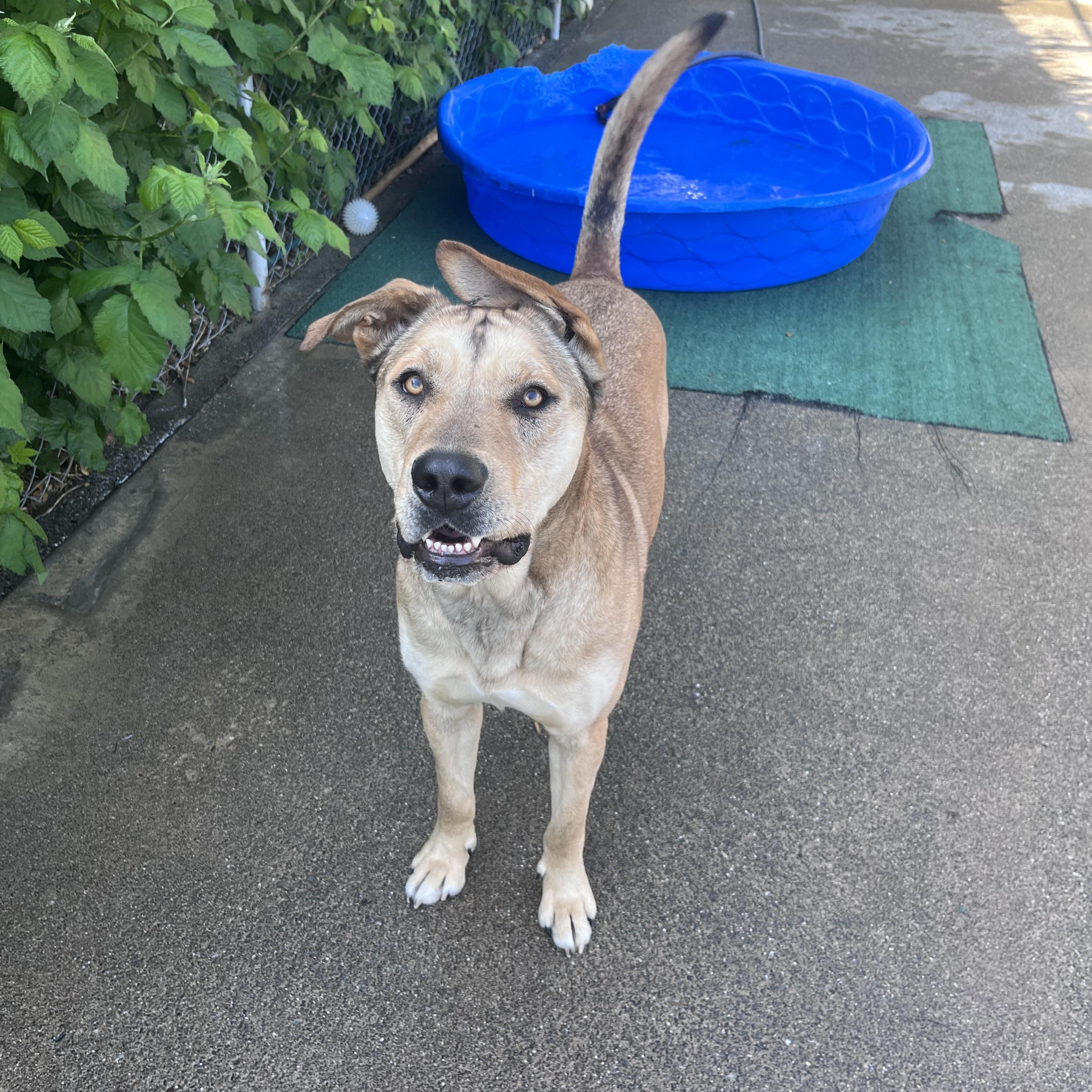 Thor, a ADOPTABLE mixed breed in Shelton, WA image 2/3