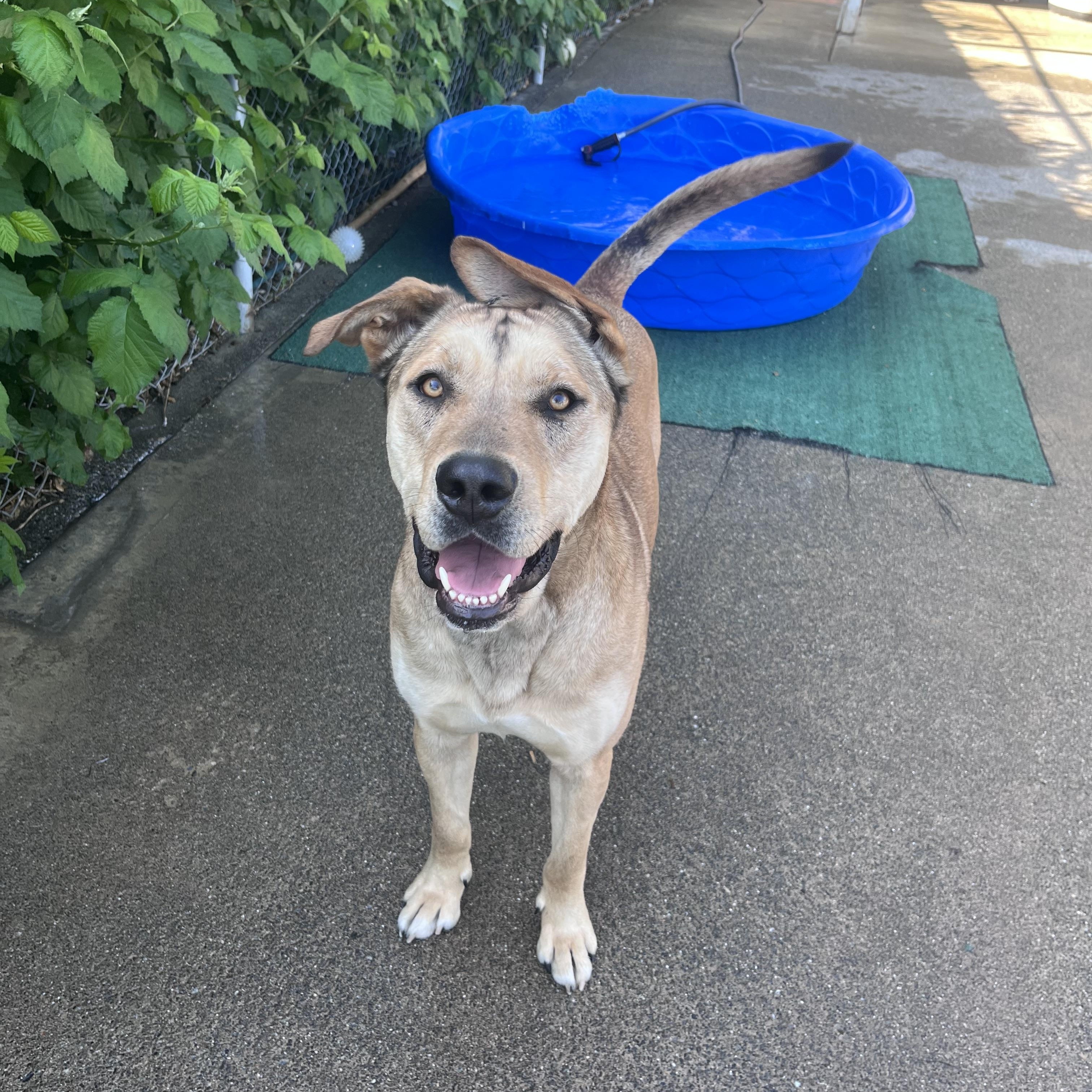 Thor, a ADOPTABLE mixed breed in Shelton, WA image 1/3