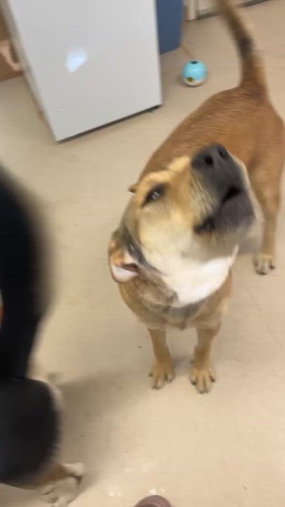 Enlarge Thor, a ADOPTABLE mixed breed in Shelton, WA video 3/3