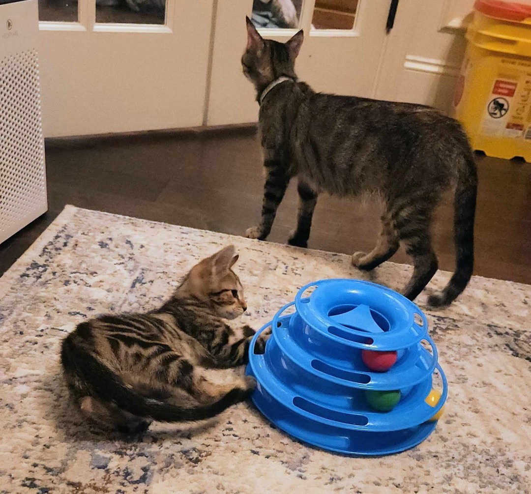 Lady Jin, Adopted, Adult Female Domestic Short Hair.