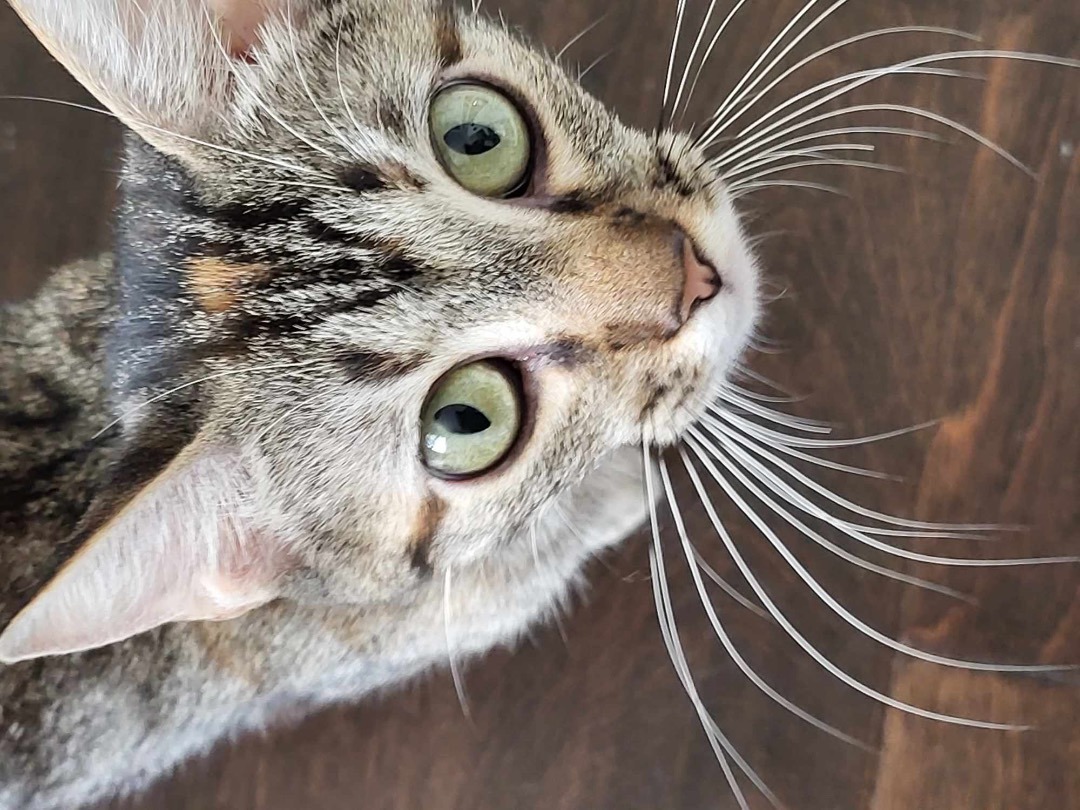 Enlarge Lady Jin, a Adopted Domestic Short Hair in Huntsville, AL image 3/6