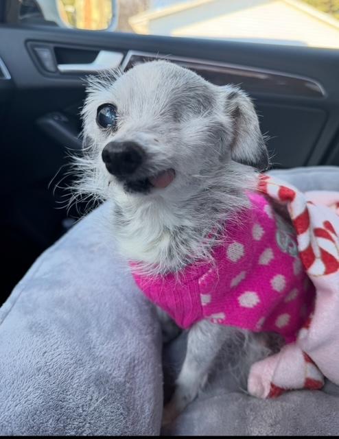 Harriet , a ADOPTABLE Chihuahua in BLOOMINGTON, NY image 1/4