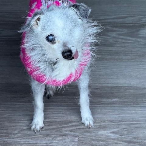 Harriet , a ADOPTABLE Chihuahua in BLOOMINGTON, NY image 4/4