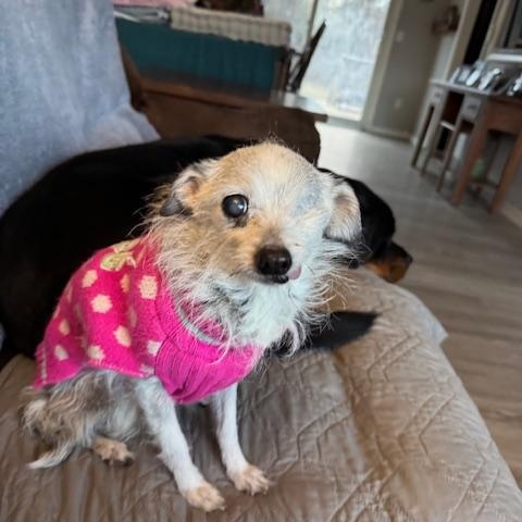 Harriet , a ADOPTABLE Chihuahua in BLOOMINGTON, NY image 2/4