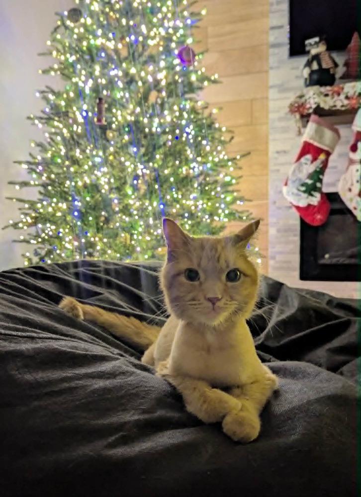 Chino, Adoptable, Adult Male Domestic Short Hair.