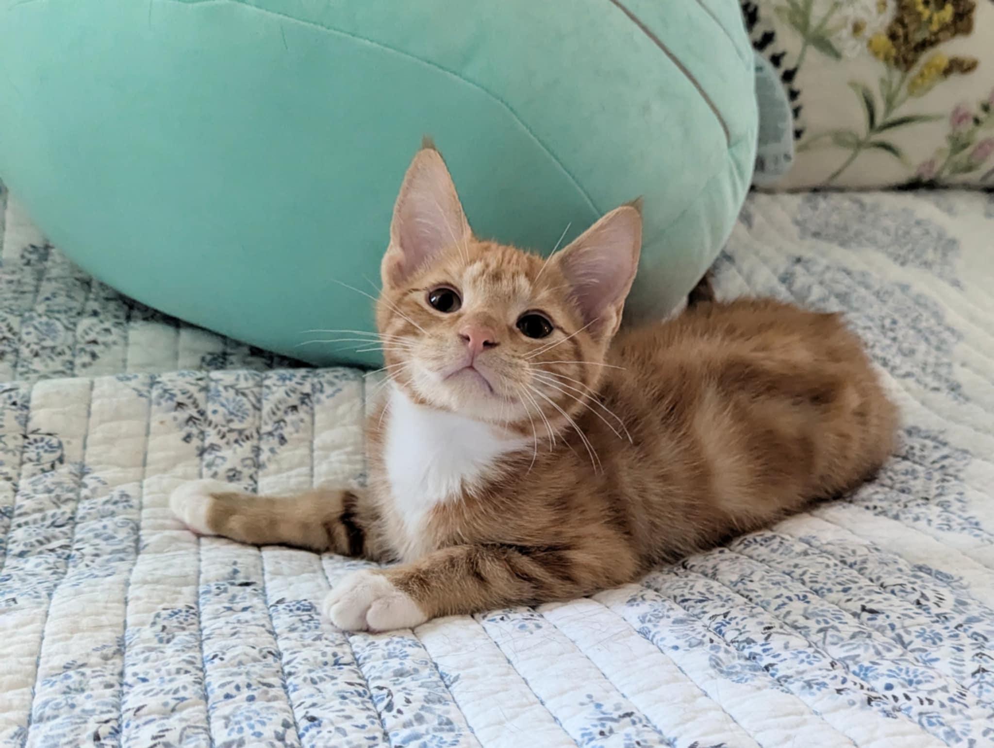 Never Ever Fred, Young Male Domestic Short Hair