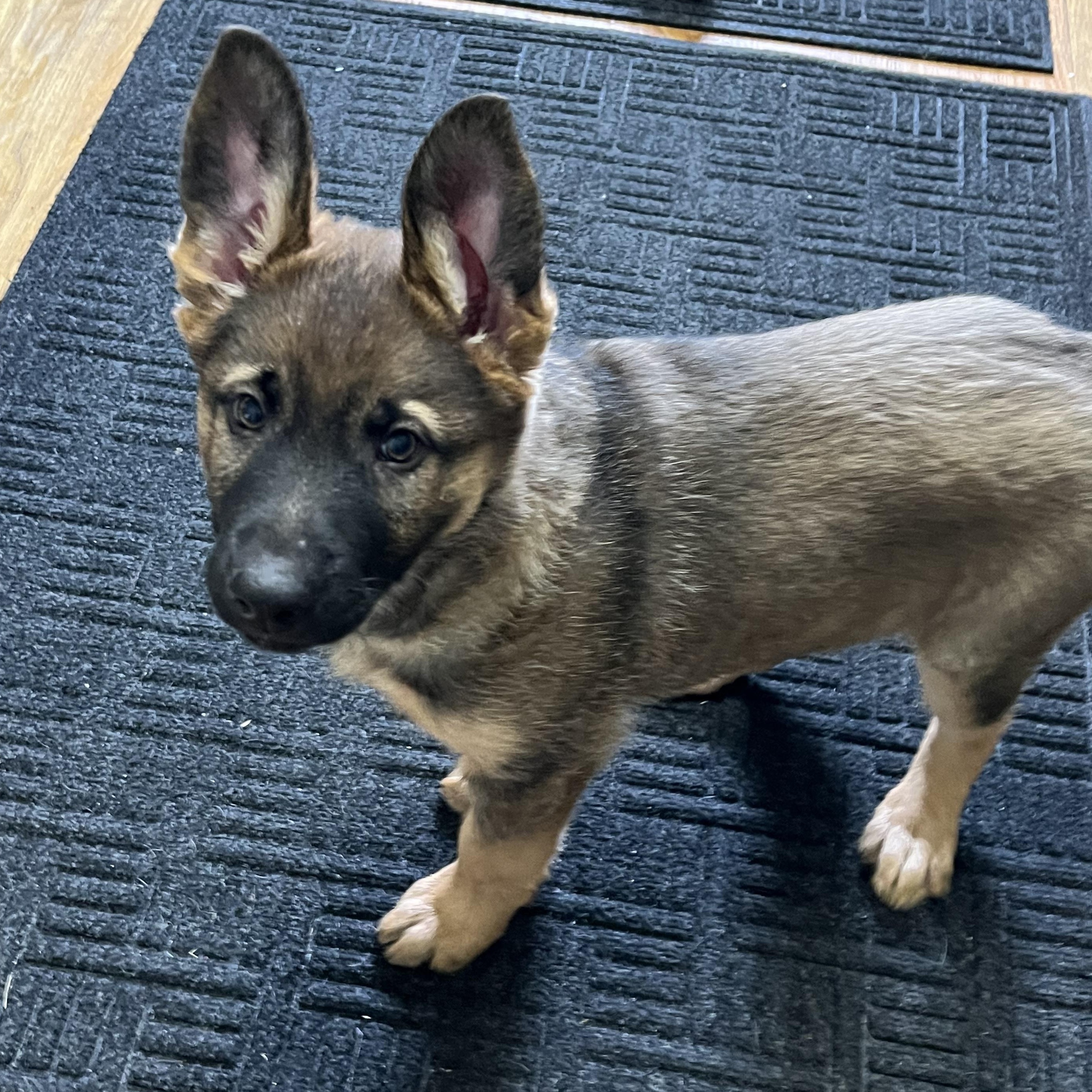 Enlarge Puppies 1-2-38, a ADOPTABLE mixed breed in Elkton, MI image 1/5