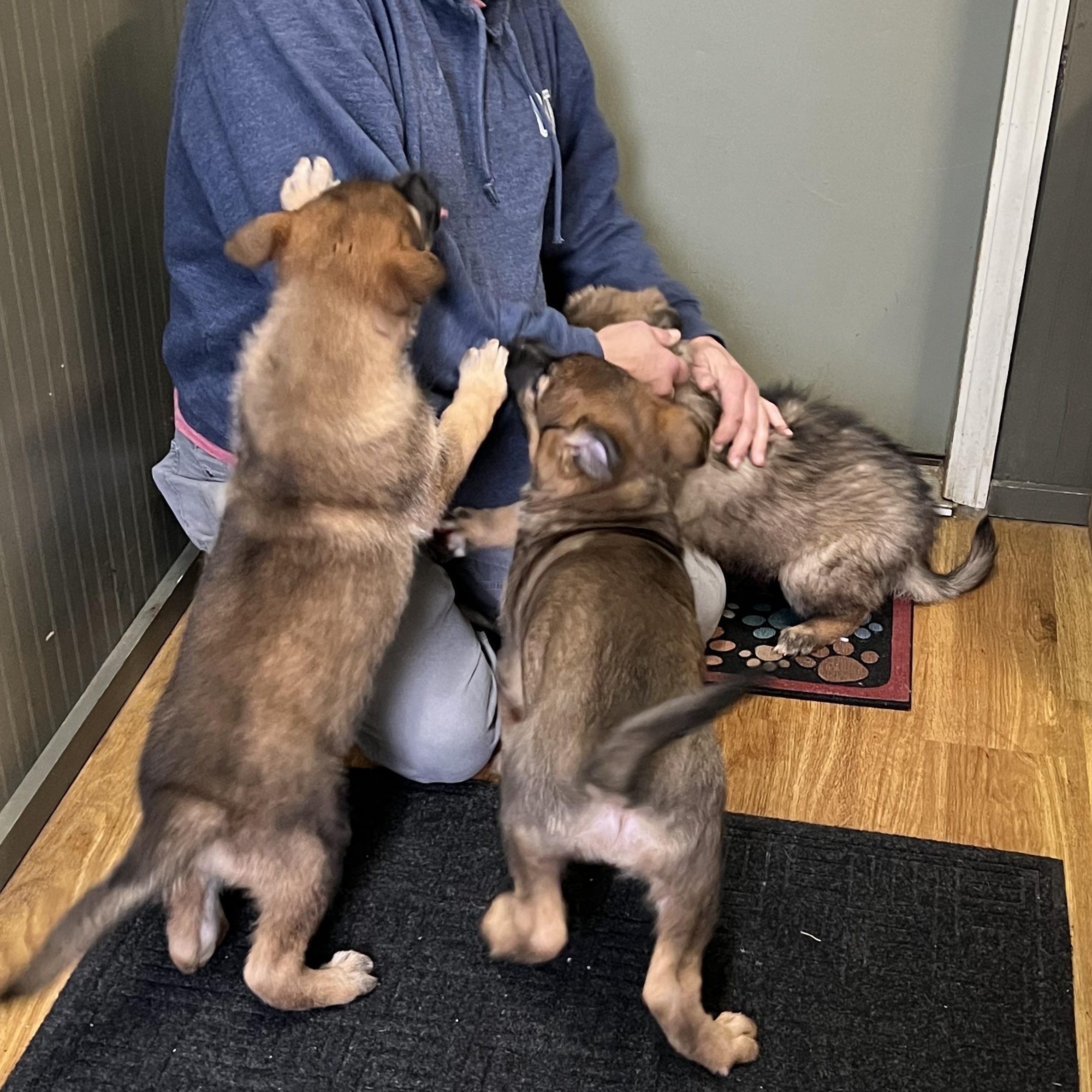 Enlarge Puppies 1-2-38, a ADOPTABLE mixed breed in Elkton, MI image 5/5