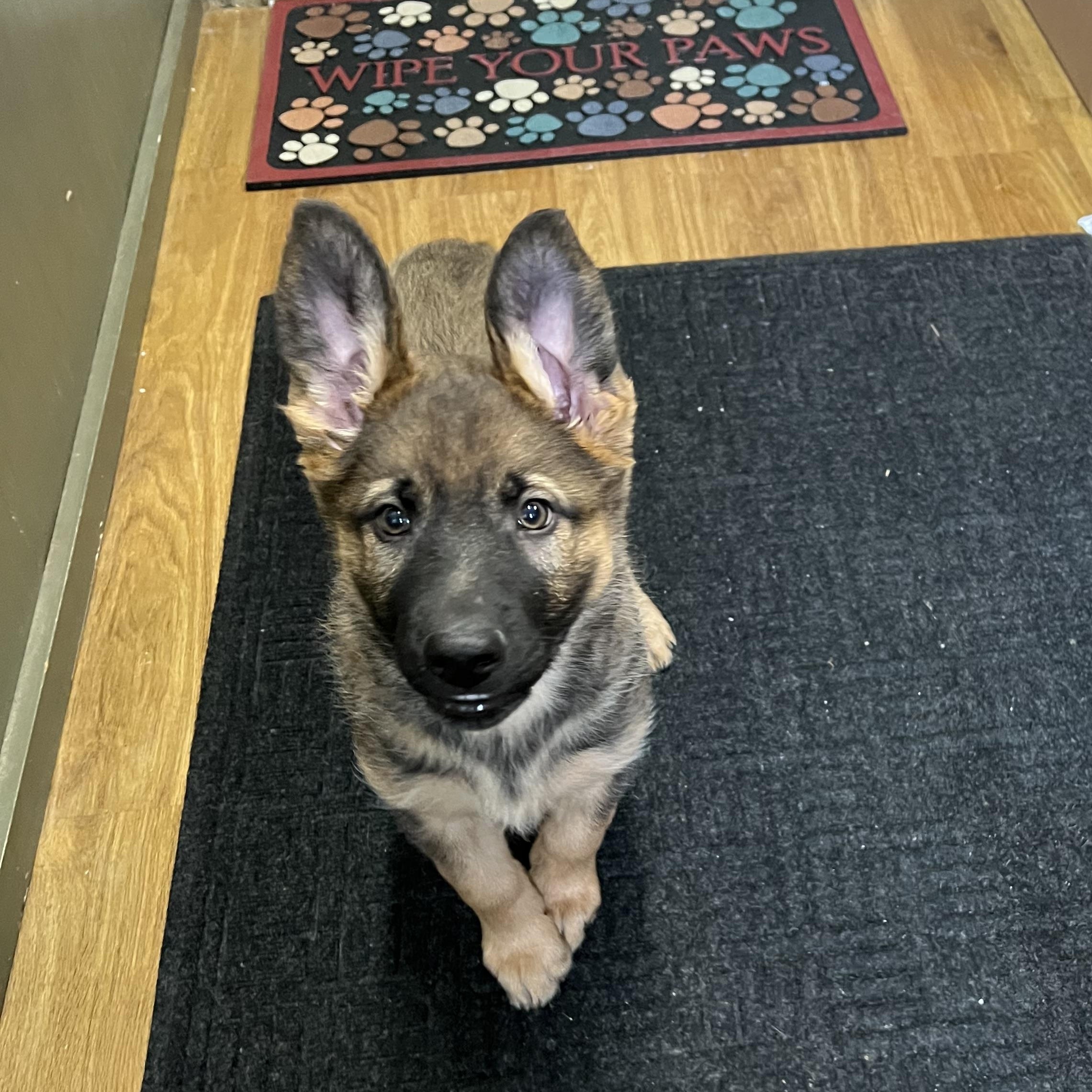 Enlarge Puppies 1-2-38, a ADOPTABLE mixed breed in Elkton, MI image 3/5