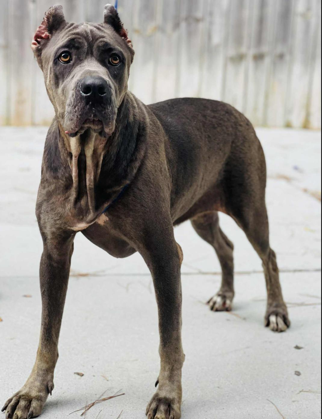 Come adopt me today I am located at Rockdale County Animal Services come visit me from 1pm-430pm