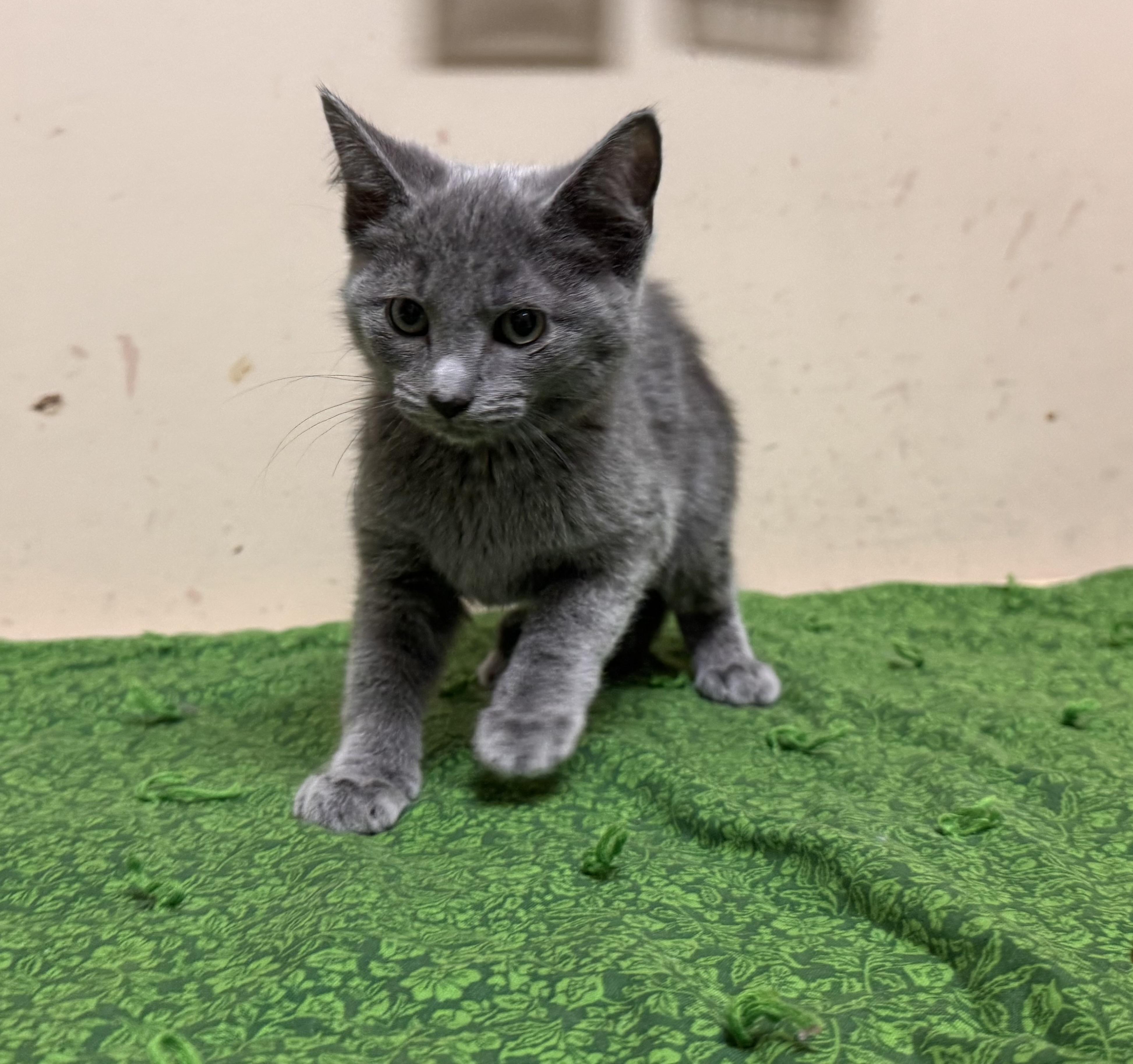 Coral, ADOPTABLE, Kitten Female Domestic Short Hair.