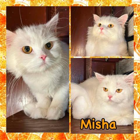 Misha, ADOPTABLE, Young Female Persian.