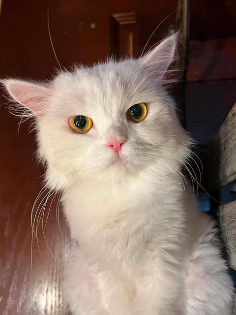 Enlarge Misha, a ADOPTABLE mixed breed in Ennis, TX image 2/5